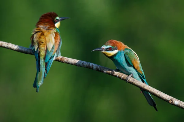 Mangiatore Api Dorato Seduto Ramo Sfondo Blu — Foto Stock