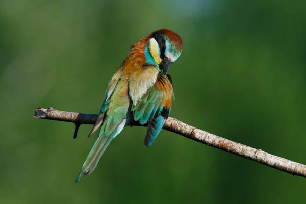 Golden Bee Eater Sitting Branch Blue Background — Stock Photo, Image