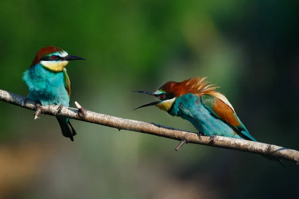 Comedor Abelhas Europeu Merops Apiaster Grita Com Outro Início Manhã — Fotografia de Stock