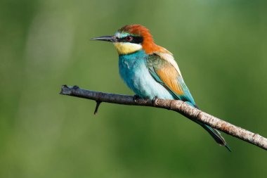 Mavi arka planda bir dalda oturan altın arı yiyici