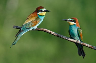 Mavi arka planda bir dalda oturan altın arı yiyici