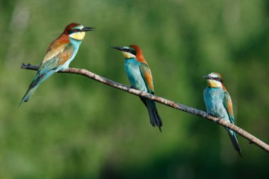 Avrupalı arı yiyici, merops apiaster.Güneşli bir sabahın erken saatlerinde, üç kuş bir dalda oturuyor..