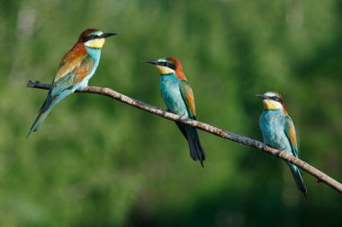 Avrupalı arı yiyici, merops apiaster.Güneşli bir sabahın erken saatlerinde, üç kuş bir dalda oturuyor..