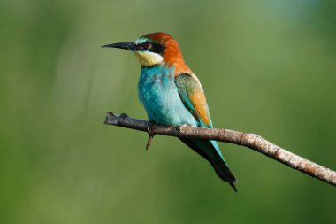 Mavi arka planda bir dalda oturan altın arı yiyici