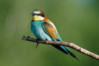 Mavi arka planda bir dalda oturan altın arı yiyici