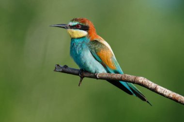 Mavi arka planda bir dalda oturan altın arı yiyici