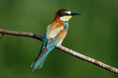 Mavi arka planda bir dalda oturan altın arı yiyici