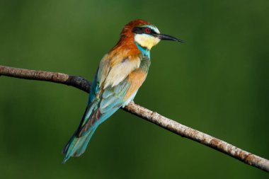 Mavi arka planda bir dalda oturan altın arı yiyici