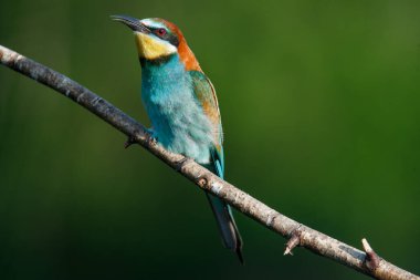 Mavi arka planda bir dalda oturan altın arı yiyici