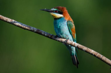 Mavi arka planda bir dalda oturan altın arı yiyici