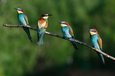 Avrupalı arı yiyici, merops apiaster.Güneşli bir yaz sabahı, dört kuş bir dala oturmuş.