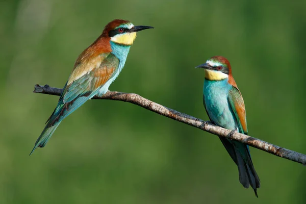 Golden Bee Eater Sitting Branch Blue Background — Stock Photo, Image