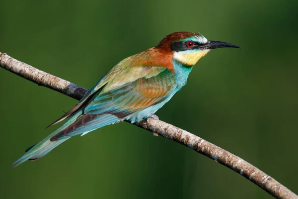 Gyllene Biätare Sitter Gren Blå Bakgrund — Stockfoto