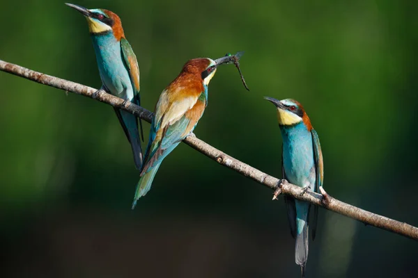 Apicoltore Europeo Merops Apiaster Una Mattina Presto Soleggiata Tre Uccelli — Foto Stock