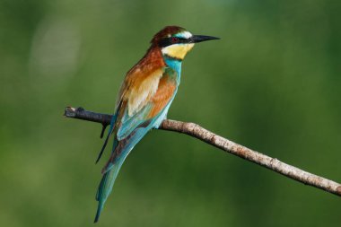 Mavi arka planda bir dalda oturan altın arı yiyici