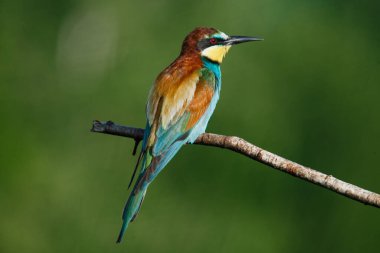 Mavi arka planda bir dalda oturan altın arı yiyici