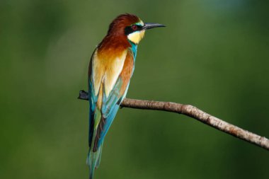 Mavi arka planda bir dalda oturan altın arı yiyici