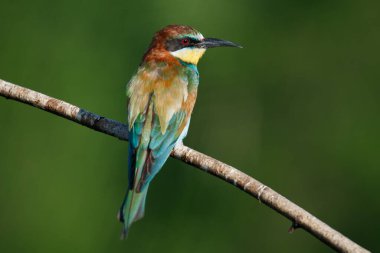 Mavi arka planda bir dalda oturan altın arı yiyici