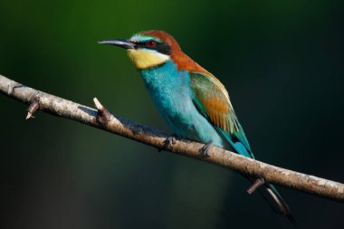 Bir dalda oturan altın arıcı