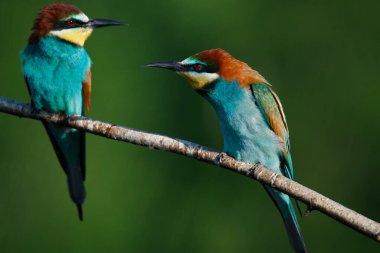 Bir dalda oturan altın arıcı