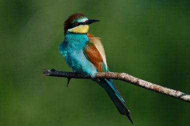 Bir dalda oturan altın arıcı