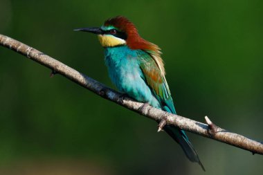 Bir dalda oturan altın arıcı