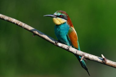 Bir dalda oturan altın arıcı