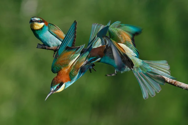 Den Europeiska Biätaren Merops Apiaster Skriker Varandra Början Sommaren Morgon — Stockfoto