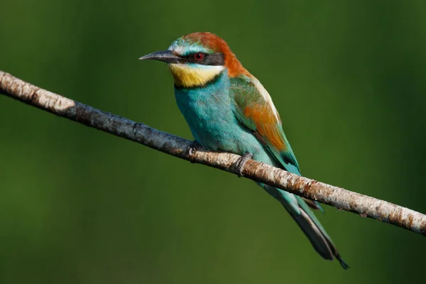 Golden Bee Eater Sitting Branch Blue Background — Stock Photo, Image
