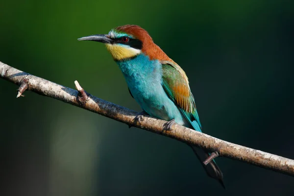 Golden bee-eater sitting on a branch — Stock Photo, Image