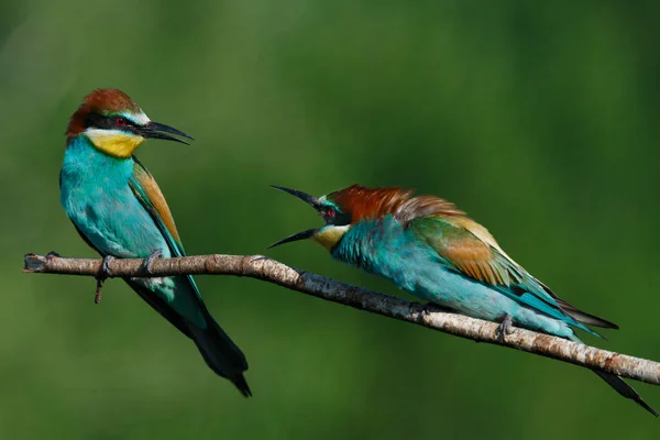 Comedor de abelhas europeu Merops apiaster gritando uns com os outros — Fotografia de Stock