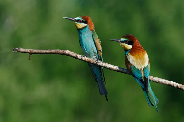 Golden bee-eater sitting on a branch — Stock Photo, Image