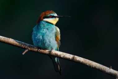 Bir Altın Arı yiyici, güneşli bir yaz gününde karanlık bir arka planda bir dalda oturur.