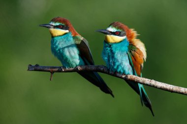 Bir Altın Arı yiyici, güneşli bir yaz gününde yeşil bir arka planda bir dalda oturur.