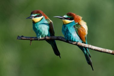 Bir Altın Arı yiyici, güneşli bir yaz gününde yeşil bir arka planda bir dalda oturur.