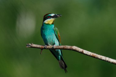 Bir Altın Arı yiyici, güneşli bir yaz gününde yeşil bir arka planda bir dalda oturur.
