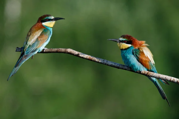 Mangiatore Api Dorato Siede Ramo Uno Sfondo Verde Una Giornata — Foto Stock