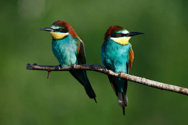 Golden Bee Eater Sits Branch Green Background Sunny Summer Day — Stock Photo, Image