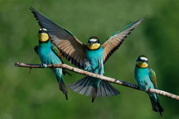 Den Europeiska Biätaren Landar Gren Med Annan Biätare Sommardag — Stockfoto