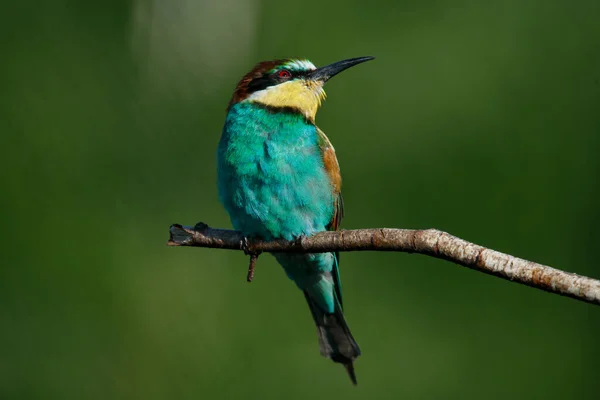 Gyllene Biätare Sitter Gren Grön Bakgrund Solig Sommardag — Stockfoto