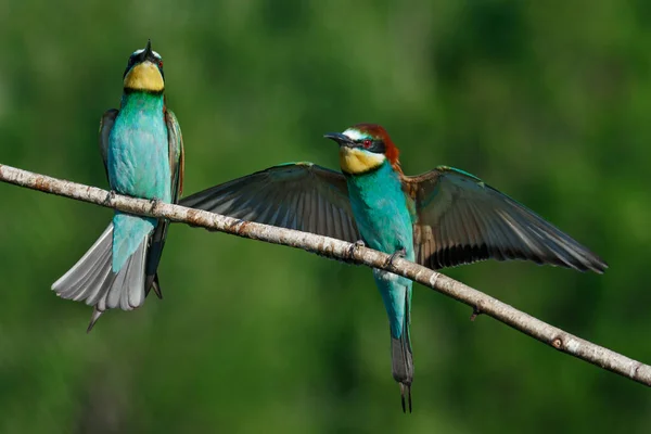 Apicultor Europeo Llega Tierra Una Rama Con Otro Apicultor Día — Foto de Stock