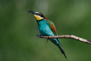 Bir Altın Arı yiyici, güneşli bir yaz gününde yeşil bir arka planda bir dalda oturur.