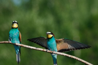 Avrupalı arı yiyici, bir yaz günü başka bir arı yiyiciyle bir dala konmaya gelir.