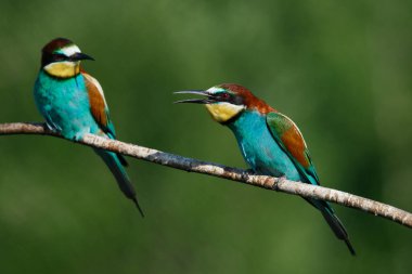 Bir Altın Arı yiyici, güneşli bir yaz gününde yeşil bir arka planda bir dalda oturur.