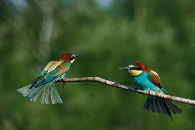 Avrupalı arı yiyici başka bir arı yiyiciyle bir dala konmak için geliyor.