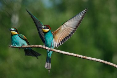 Avrupalı arı yiyici başka bir arı yiyiciyle bir dala konmak için geliyor.
