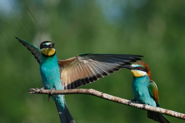 Apicultor Europeo Llega Tierra Una Rama Con Otro Apicultor Día —  Fotos de Stock