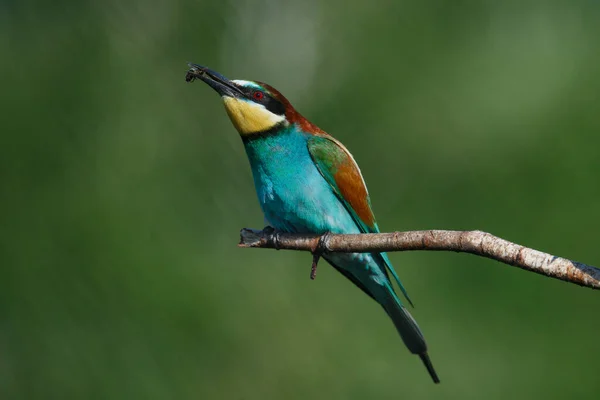 Una Abeja Dorada Sienta Una Rama Sobre Fondo Verde Día —  Fotos de Stock