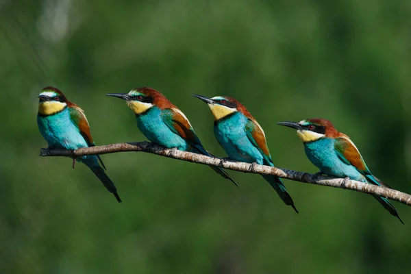 Vier Één Bij Eater Tak Een Zomerdag — Stockfoto