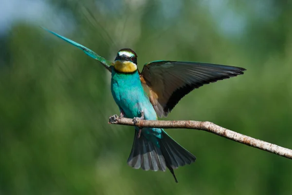 Apicultor Europeo Llega Tierra Una Rama Con Otro Apicultor Día — Foto de Stock